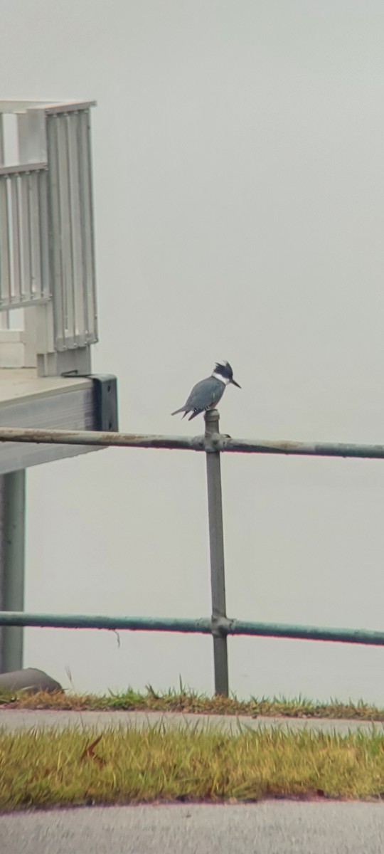 Belted Kingfisher - ML627314969