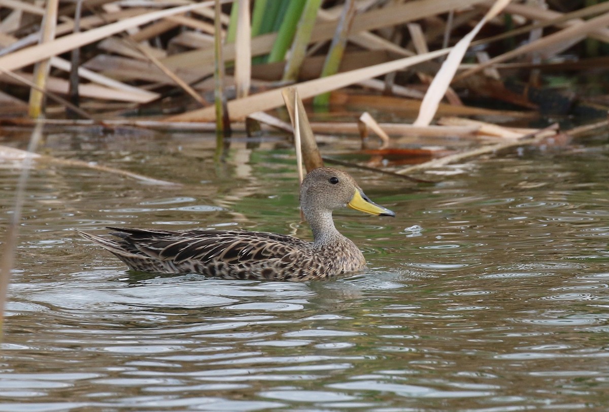 Yellow-billed Pintail - ML627314974