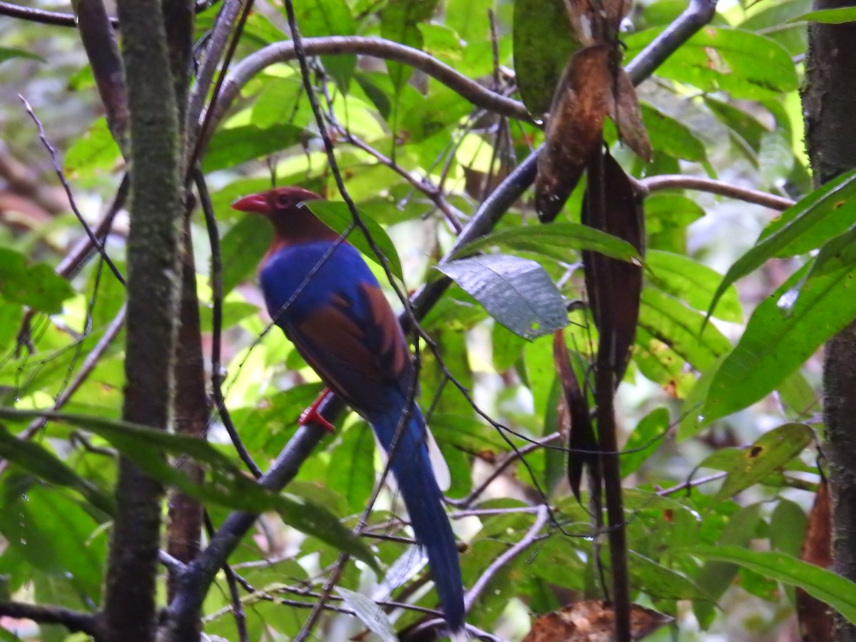 Sri Lanka Blue-Magpie - ML627315145