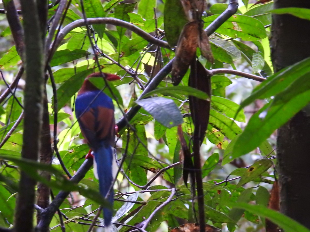 Sri Lanka Blue-Magpie - ML627315146