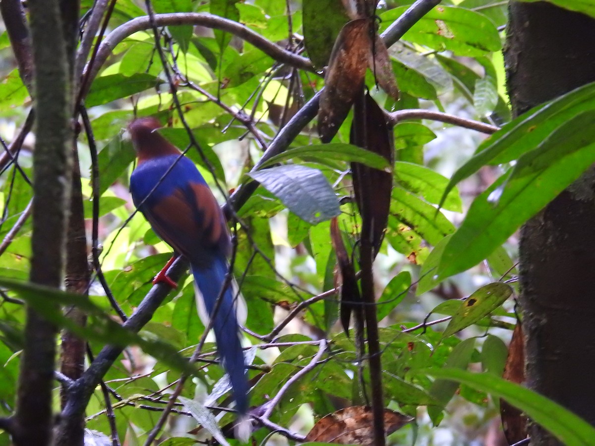 Sri Lanka Blue-Magpie - ML627315147