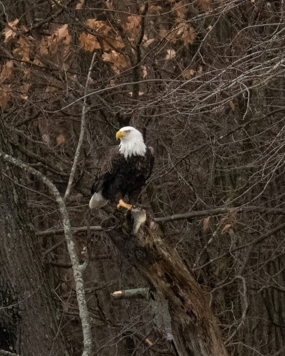 Bald Eagle - ML627315203