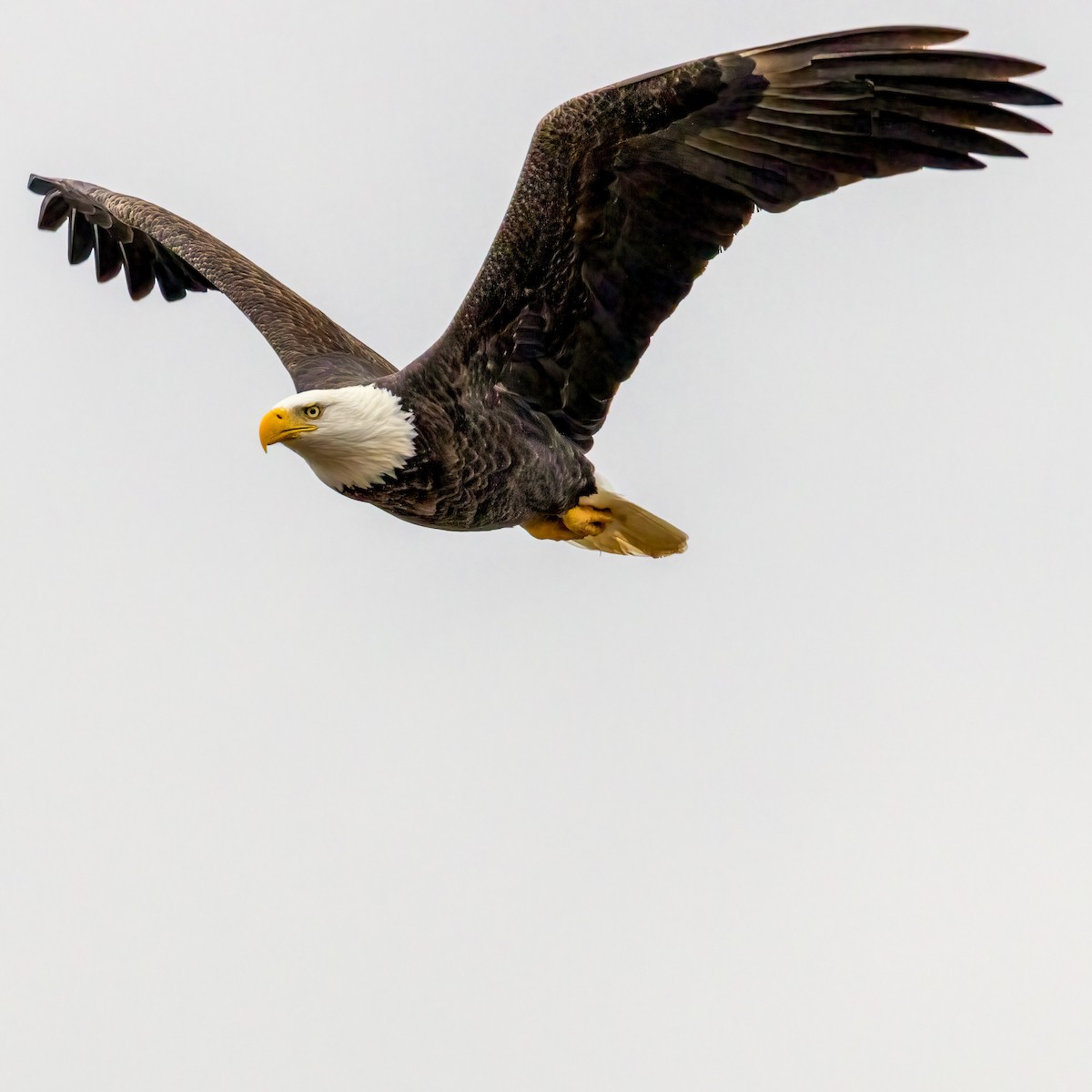 Bald Eagle - ML627315261