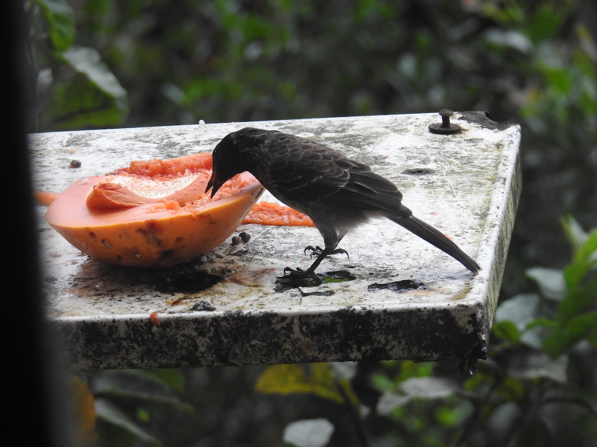 Red-vented Bulbul - ML627315262