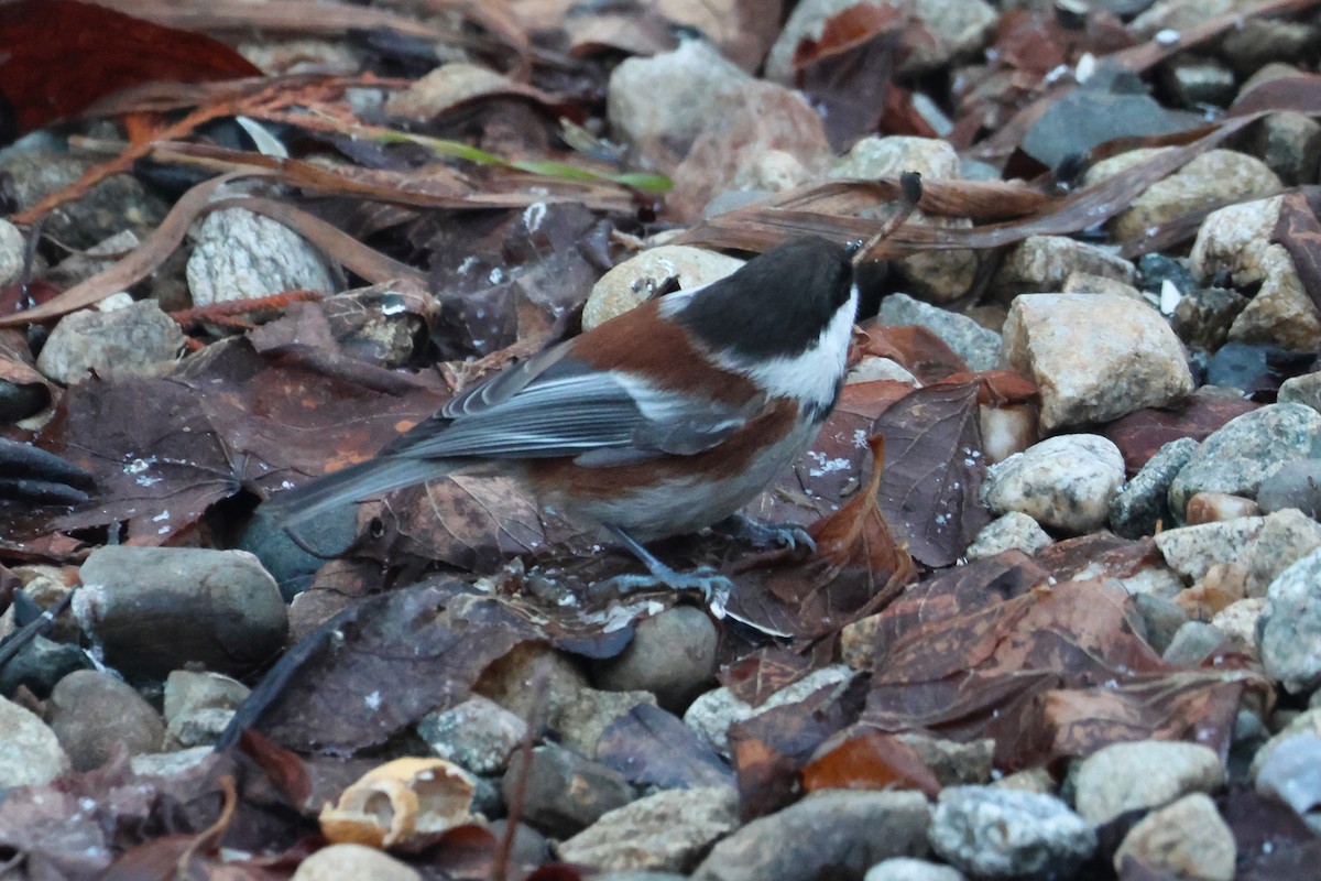 Chestnut-backed Chickadee - ML627315264