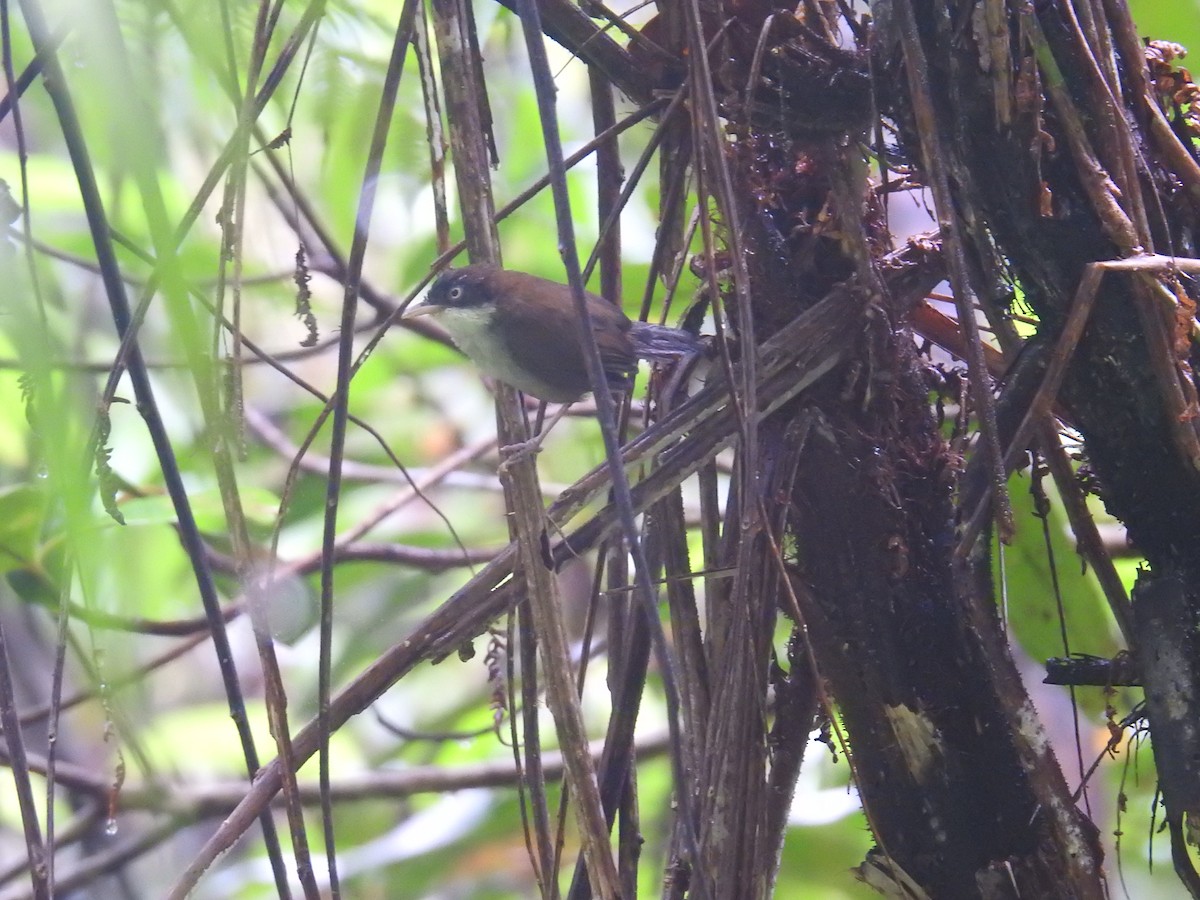 Dark-fronted Babbler - ML627315274