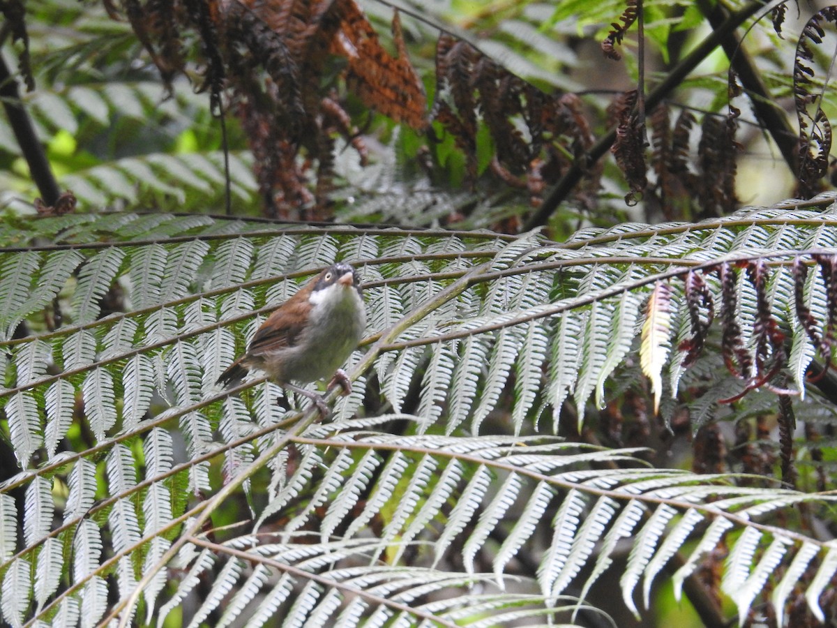 Dark-fronted Babbler - ML627315276