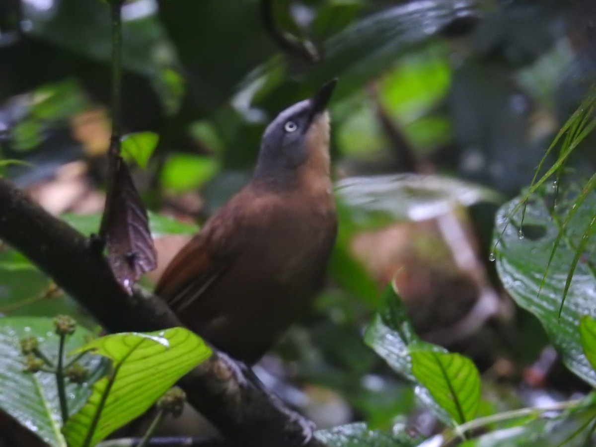 Ashy-headed Laughingthrush - ML627315280