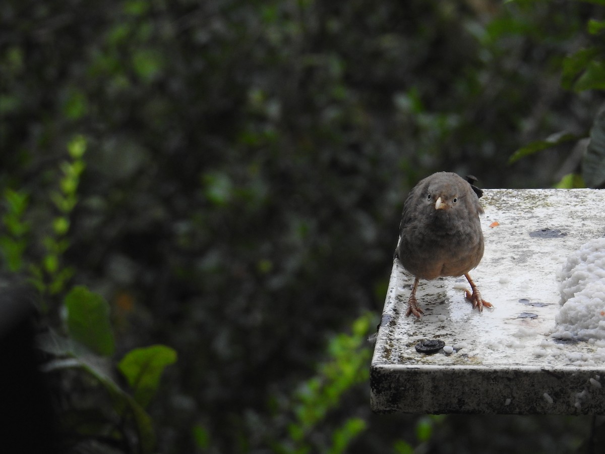 Yellow-billed Babbler - ML627315311