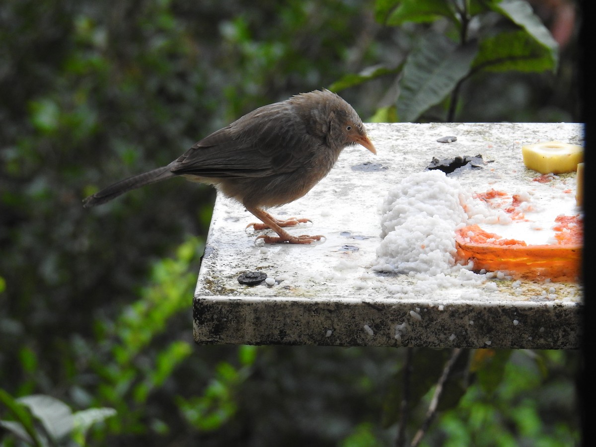 Yellow-billed Babbler - ML627315313