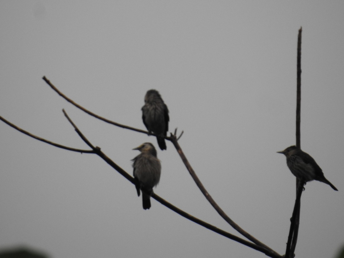 White-faced Starling - ML627315387