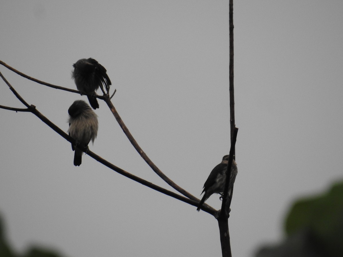 White-faced Starling - ML627315388