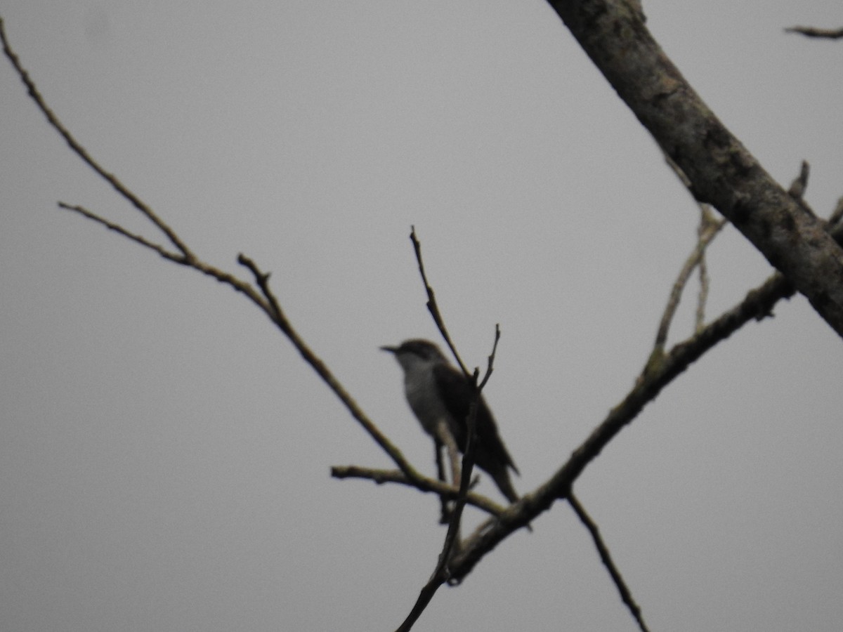 White-faced Starling - ML627315389