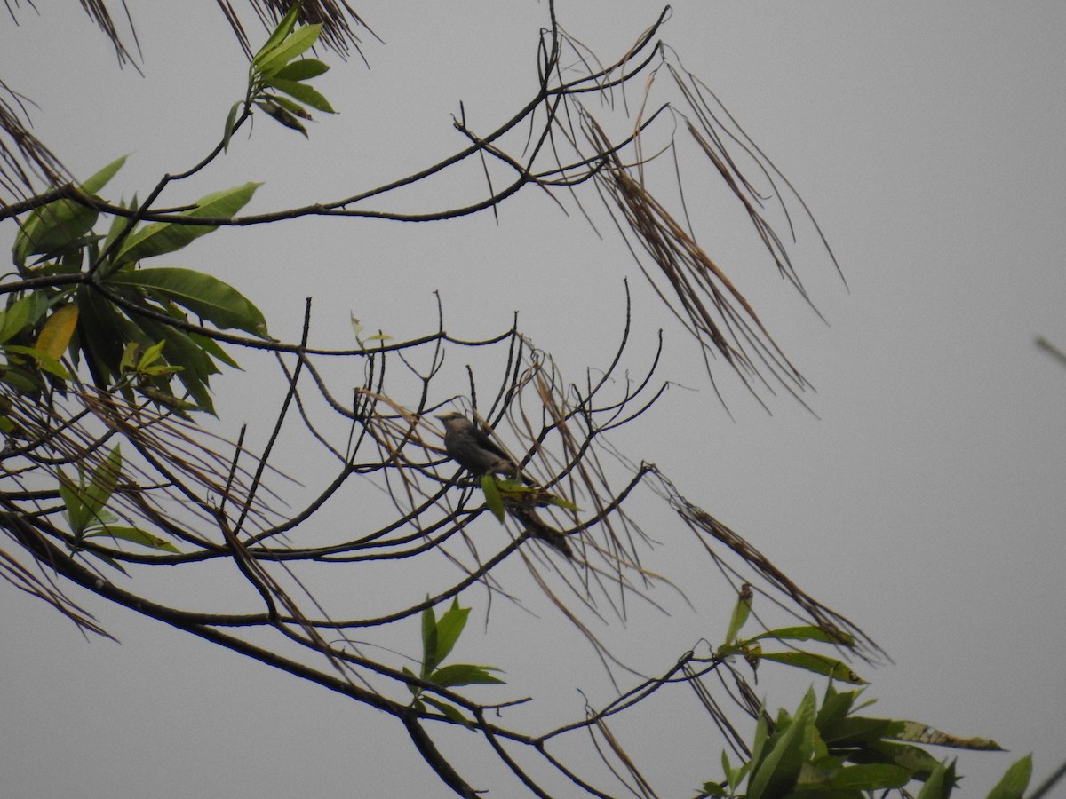 White-faced Starling - ML627315390