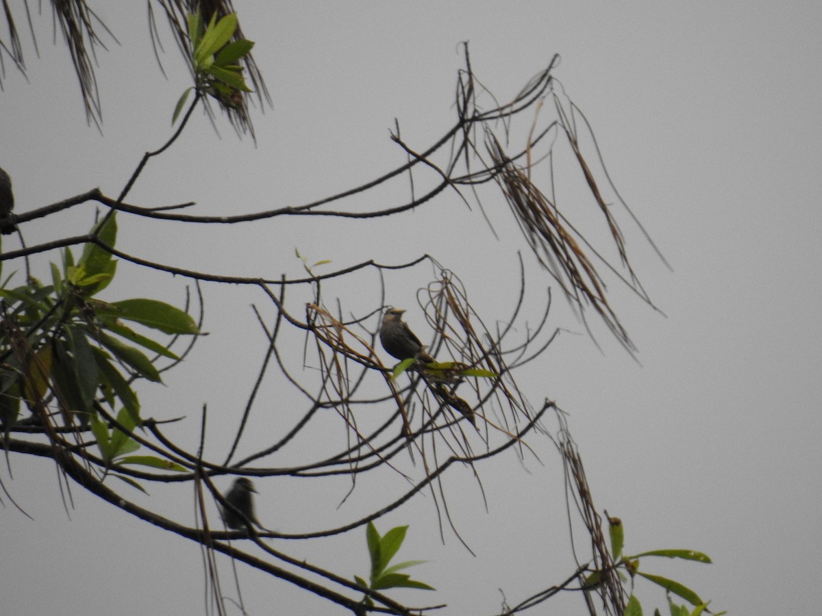 White-faced Starling - ML627315391