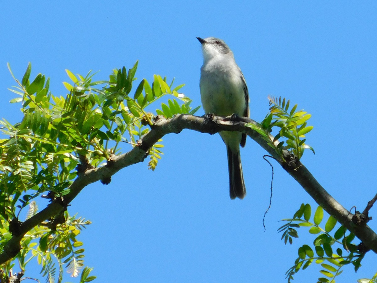 Suiriri Flycatcher - ML627315399