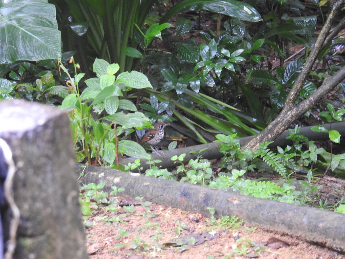 Spot-winged Thrush - ML627315414