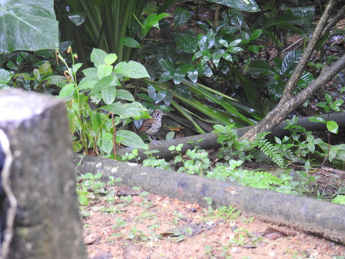 Spot-winged Thrush - ML627315415