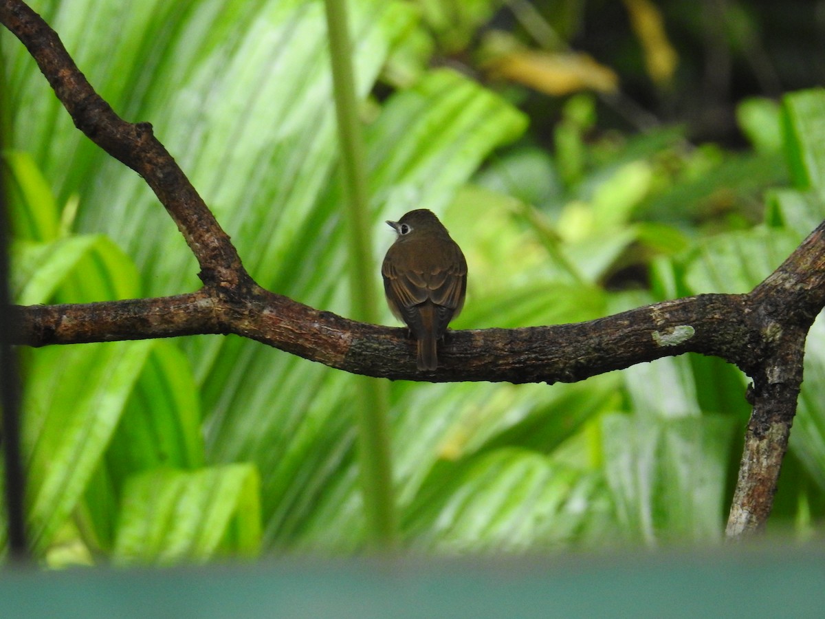 Brown-breasted Flycatcher - ML627315439