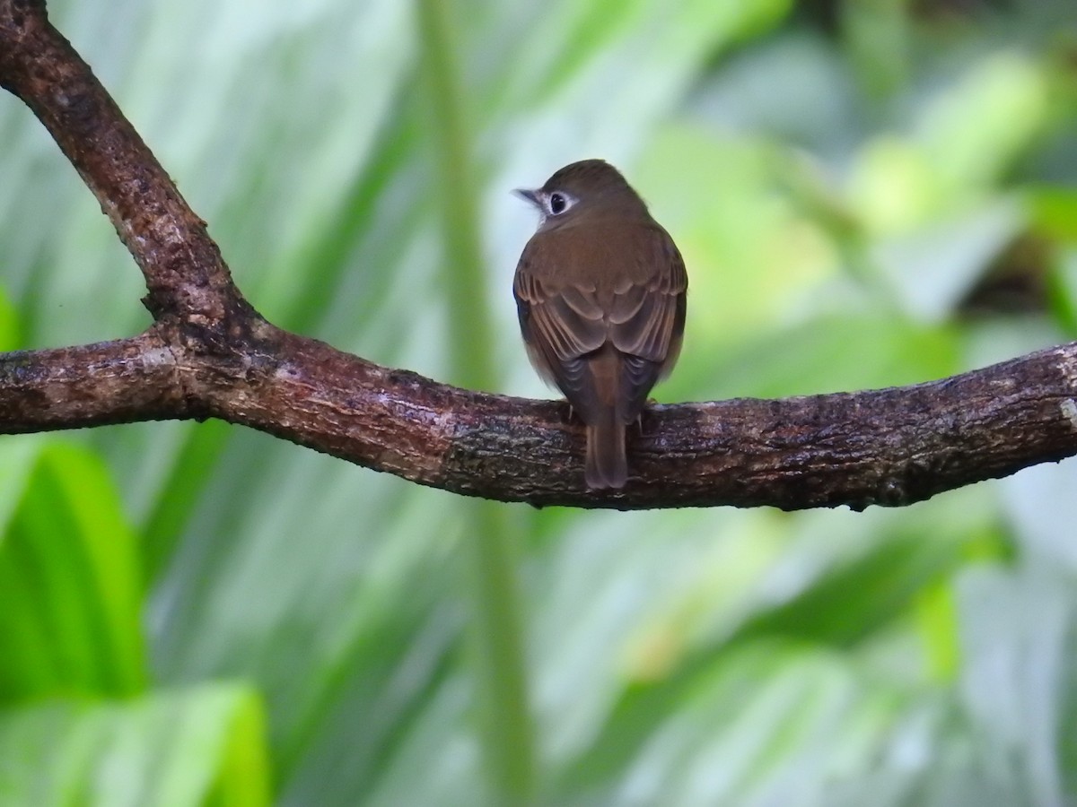 Brown-breasted Flycatcher - ML627315440