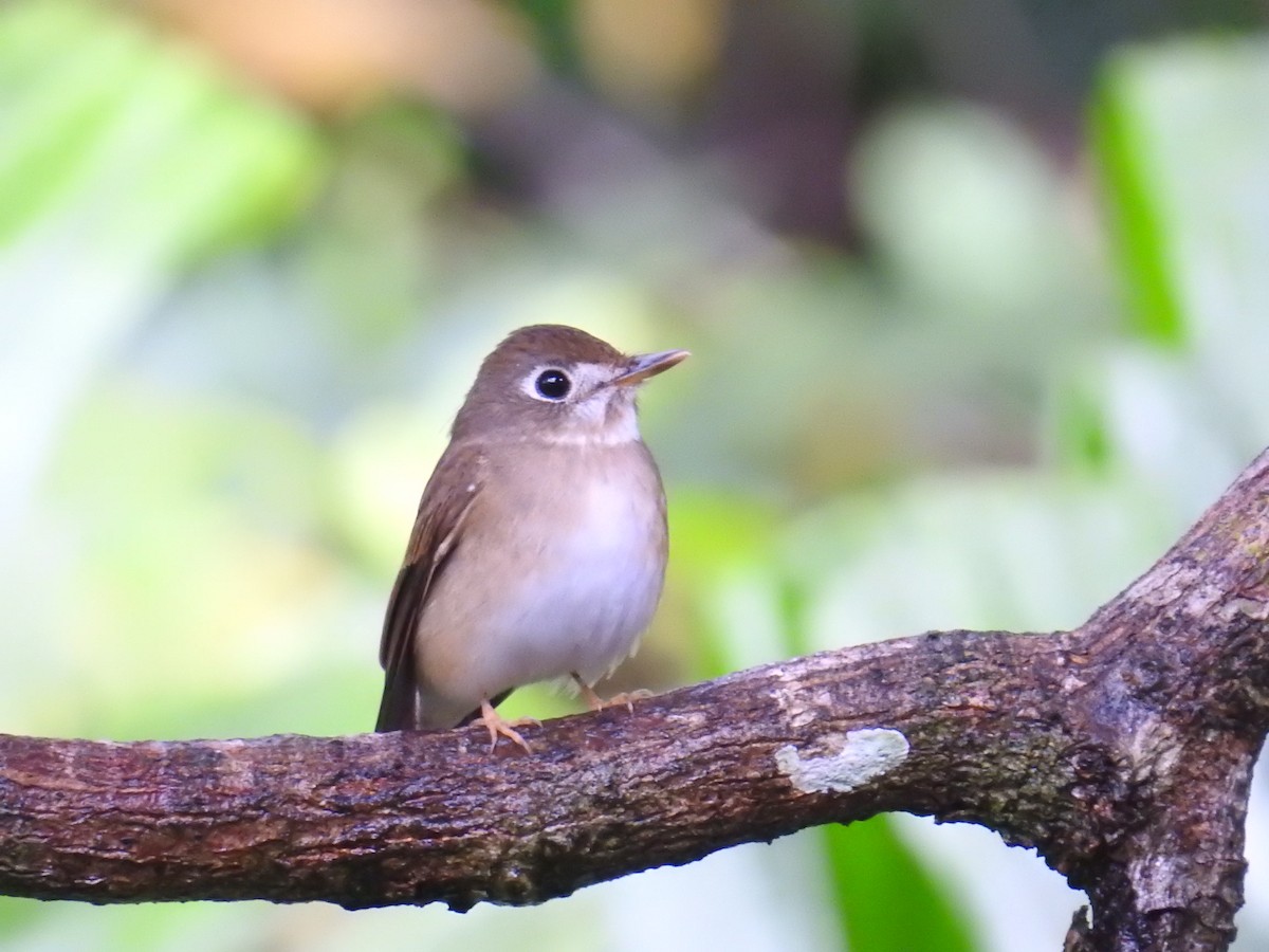 Brown-breasted Flycatcher - ML627315441