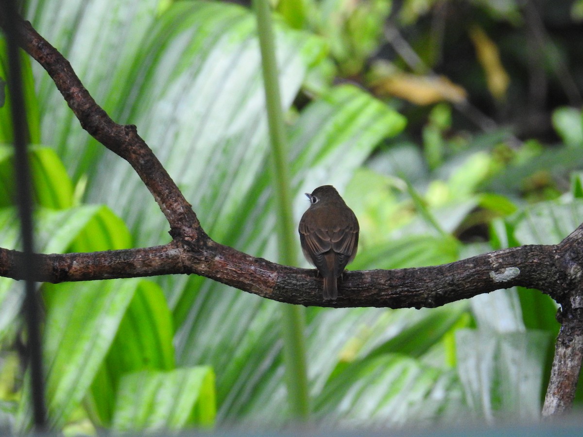 Brown-breasted Flycatcher - ML627315444