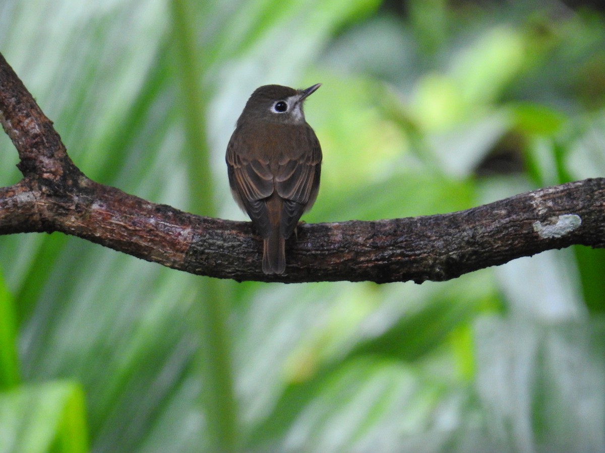 Brown-breasted Flycatcher - ML627315445