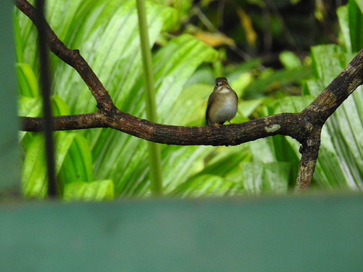 Brown-breasted Flycatcher - ML627315446