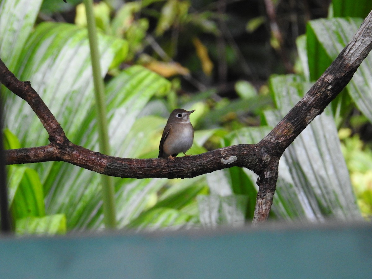 Brown-breasted Flycatcher - ML627315447