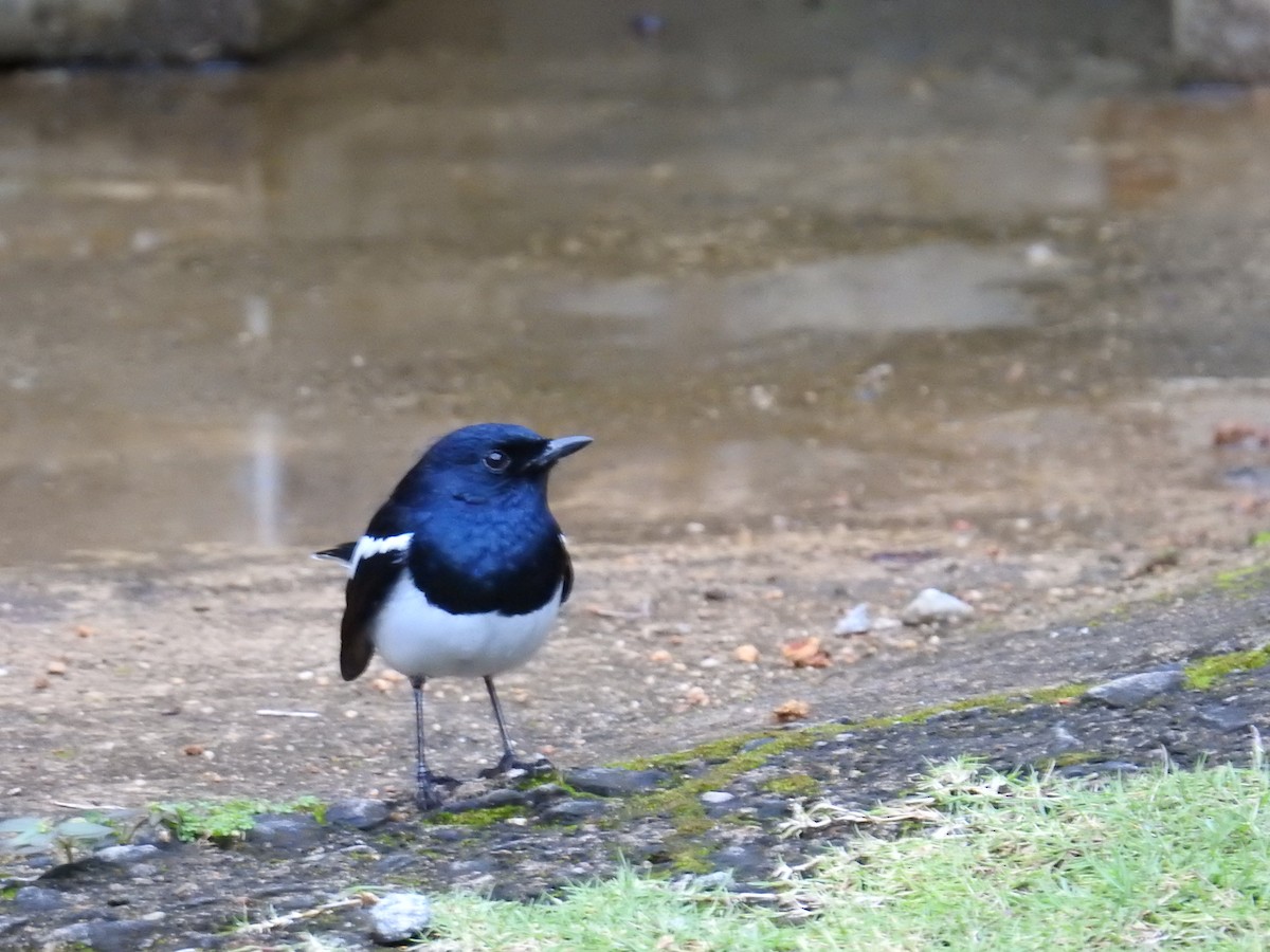 Oriental Magpie-Robin - ML627315467