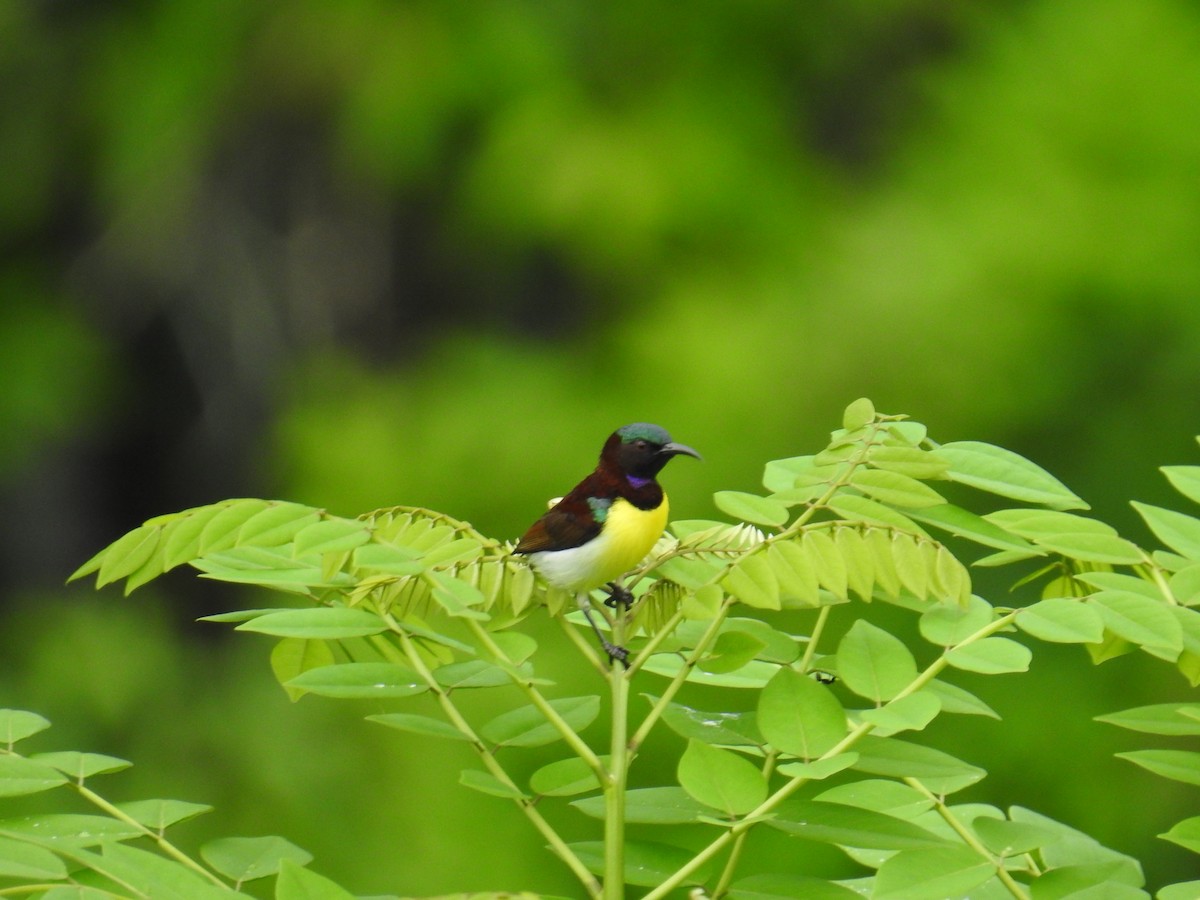 Purple-rumped Sunbird - ML627315495