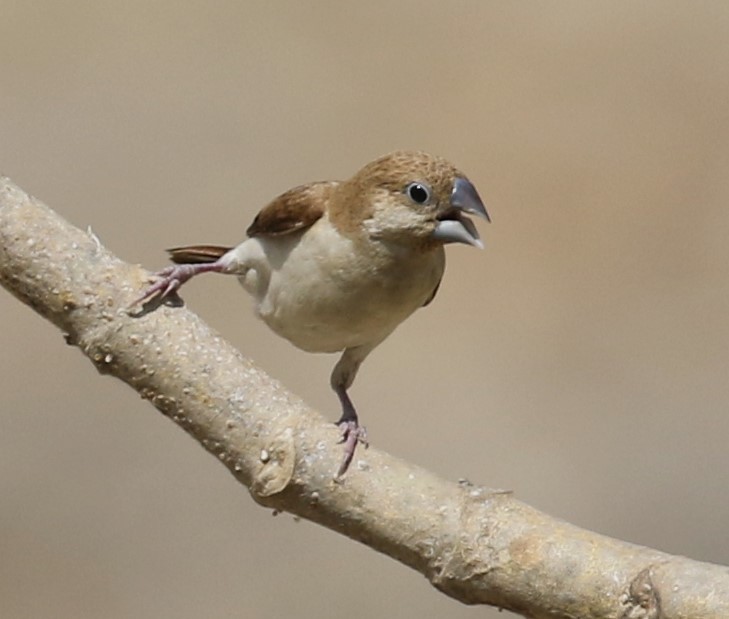 African Silverbill - ML627315523