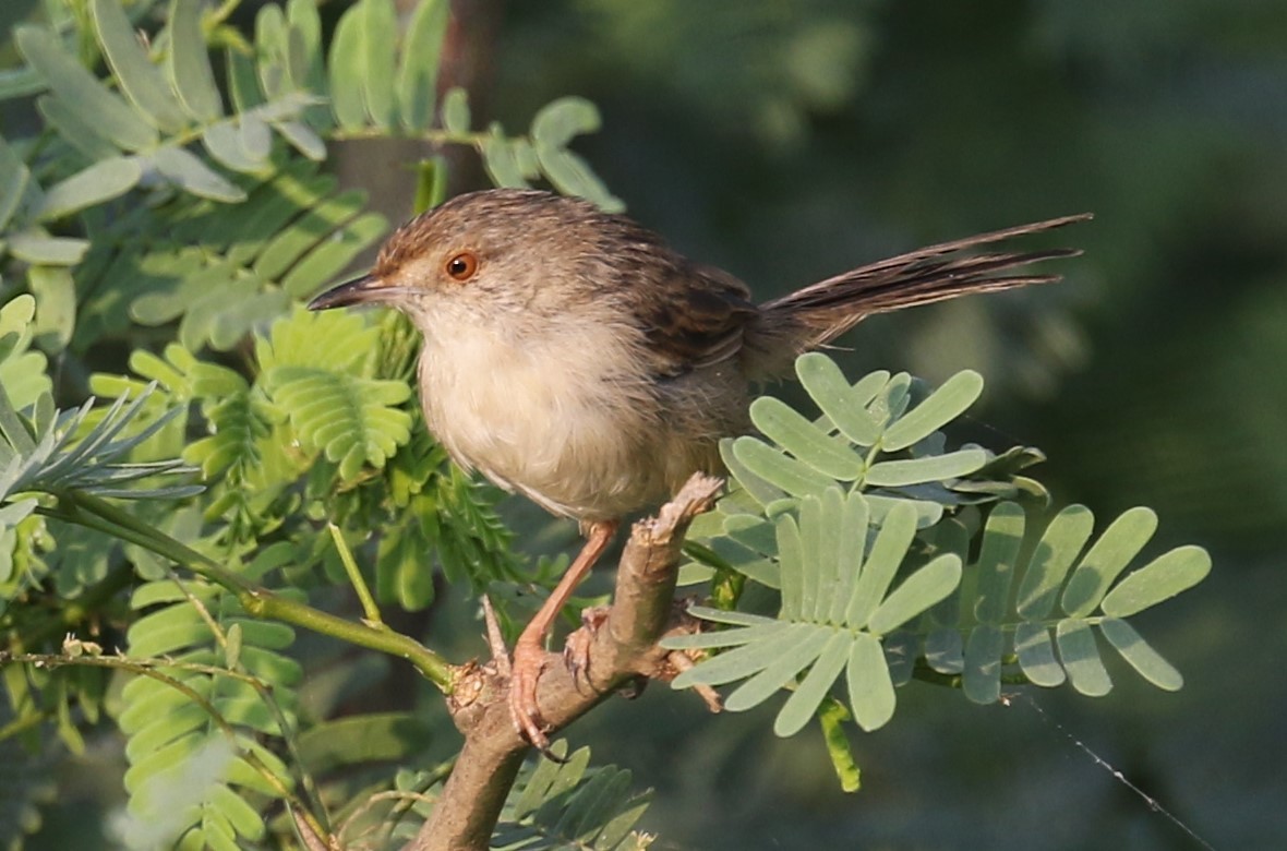 Graceful Prinia - ML627315551