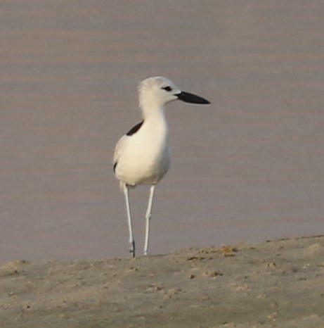 Crab-Plover - ML627315558