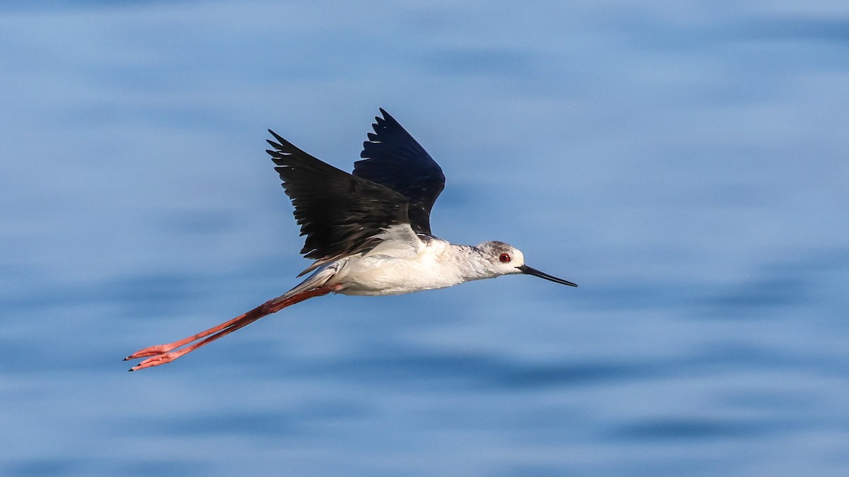 pisila čáponohá - ML627315812