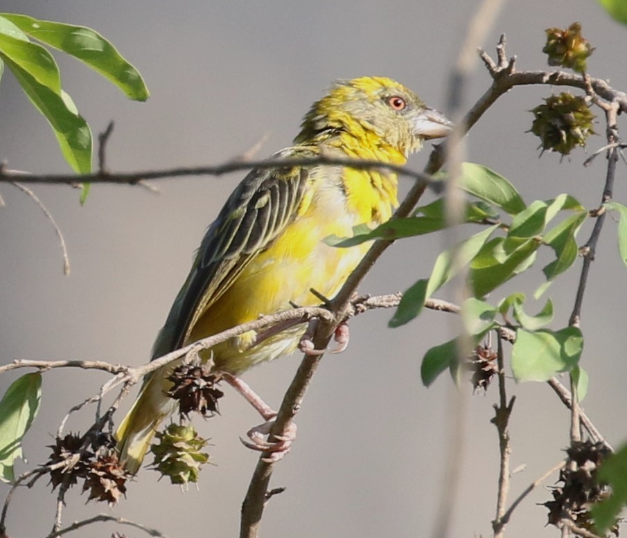 Rüppell's Weaver - ML627315839