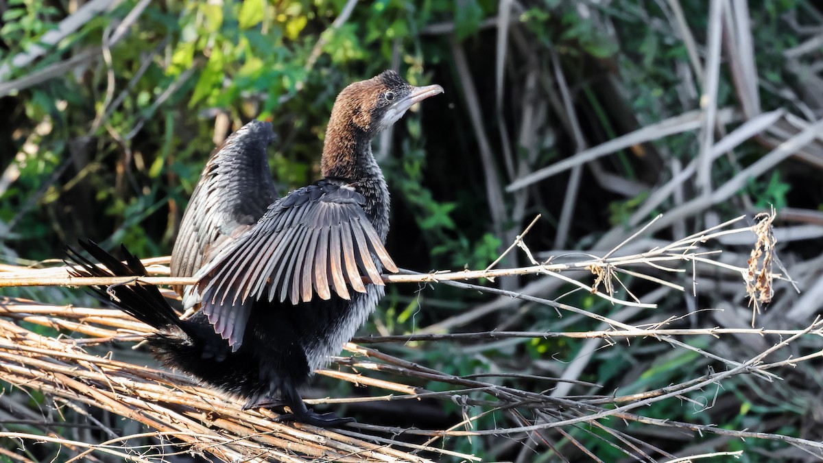 kormorán malý - ML627315852