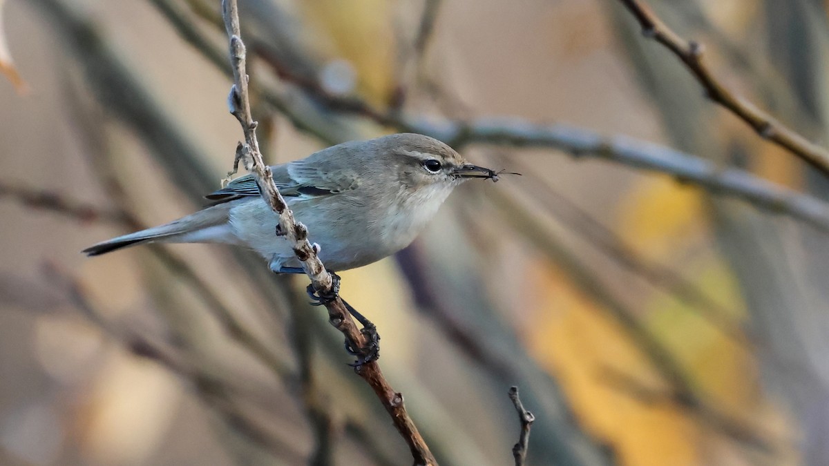 budníček menší - ML627315865