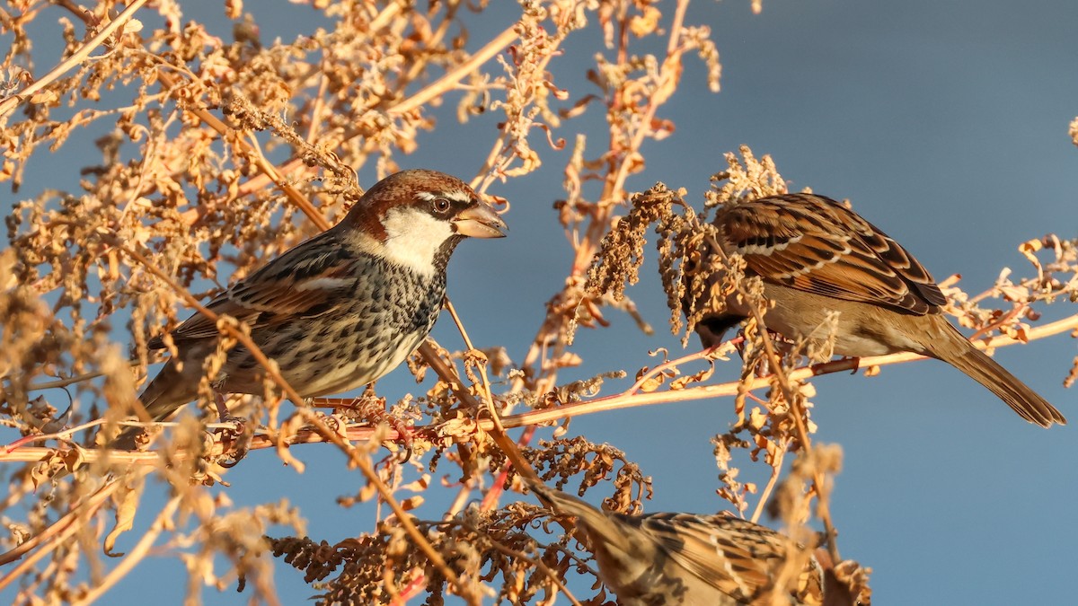 vrabec pokřovní - ML627315874