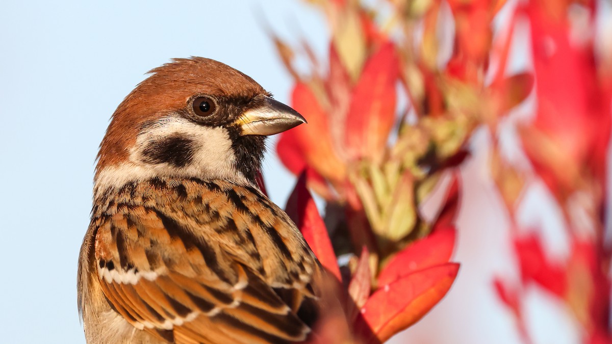 vrabec polní - ML627315886