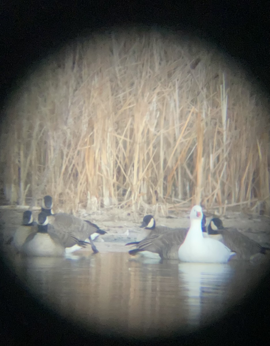 Ross's Goose - ML627316031