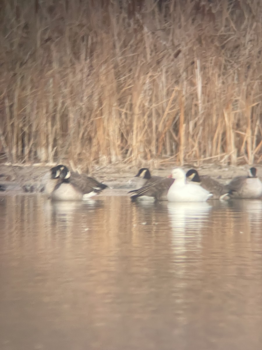 Ross's Goose - ML627316032