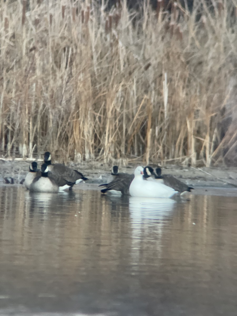 Ross's Goose - ML627316033