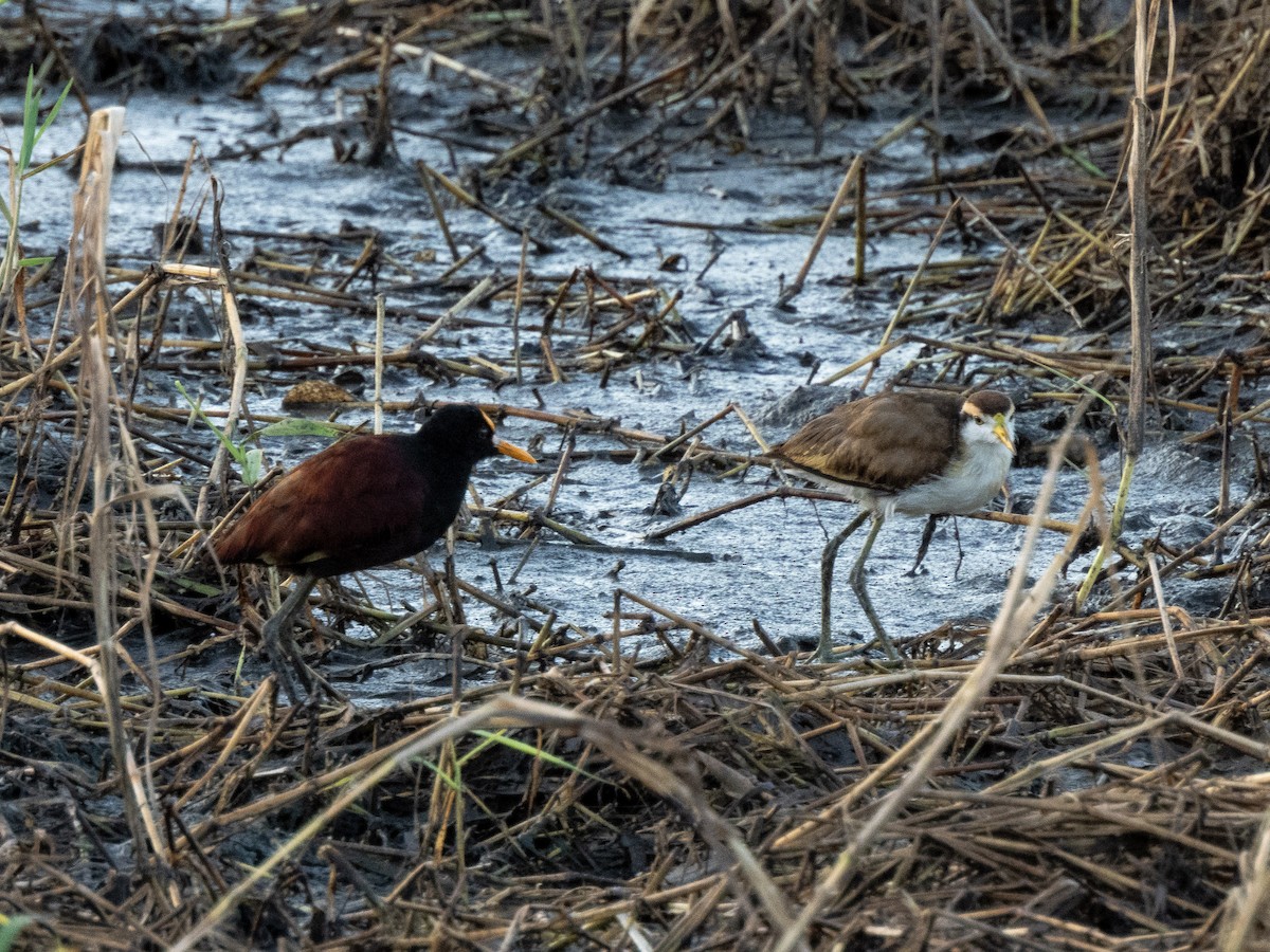 Jacana du Mexique - ML627316197