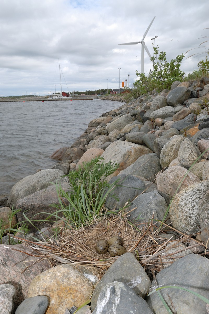 Common Gull (European) - ML627316420