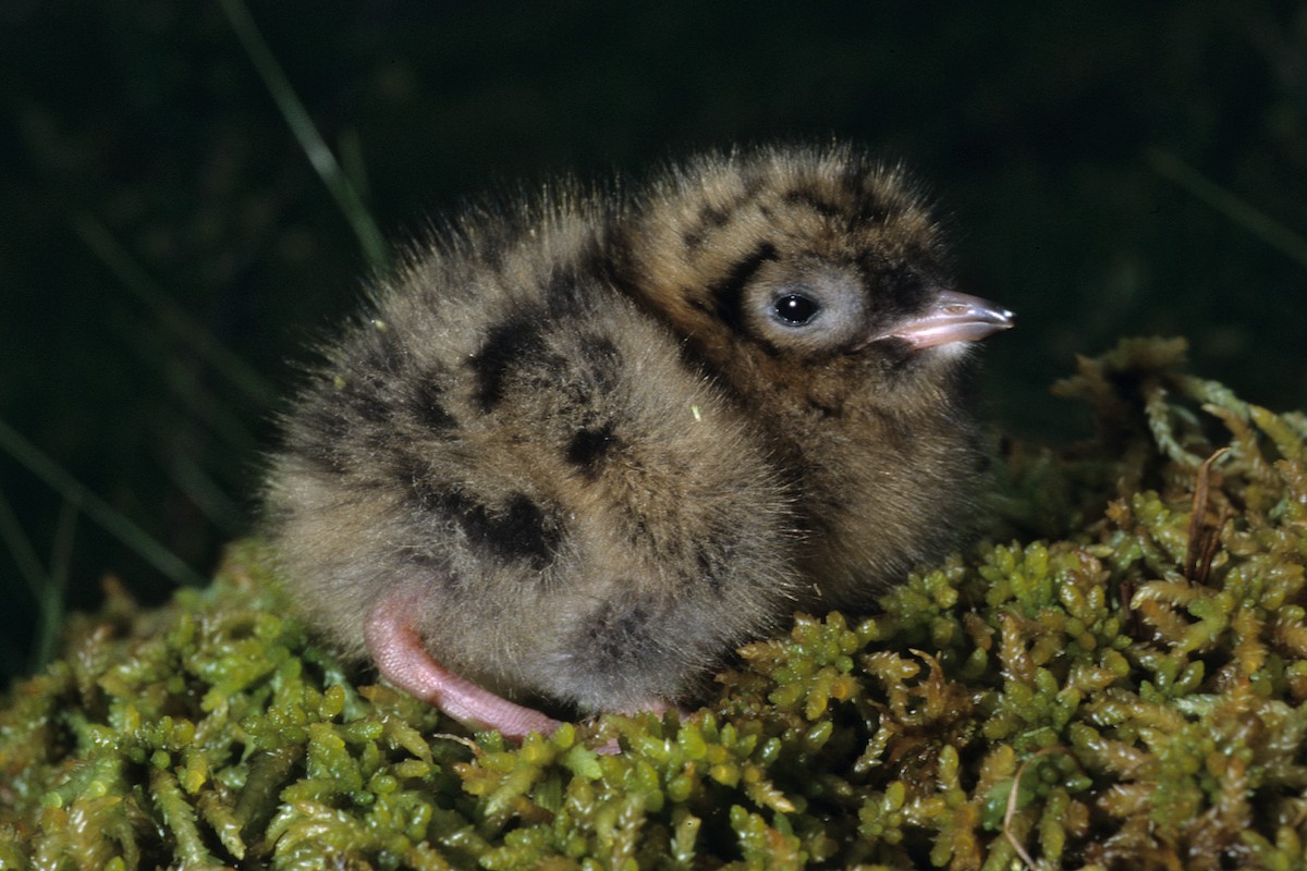 Little Gull - ML627316557