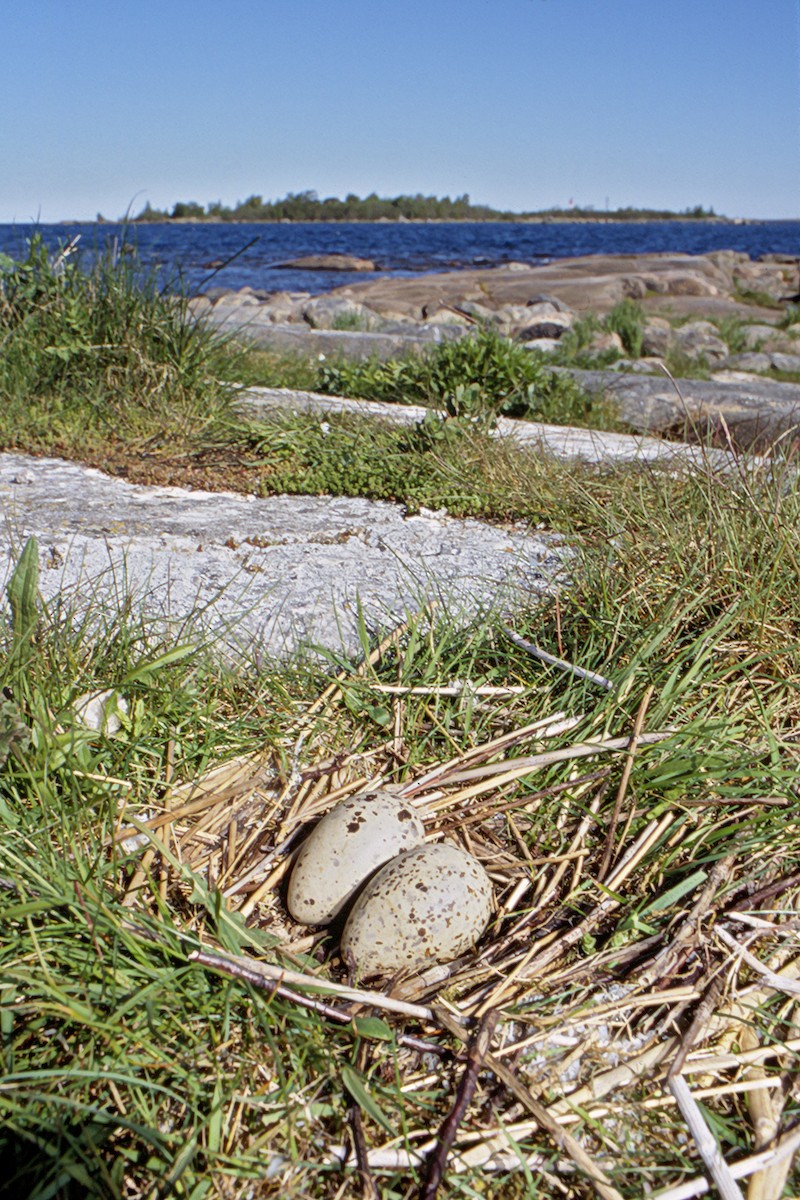 Caspian Tern - ML627316563