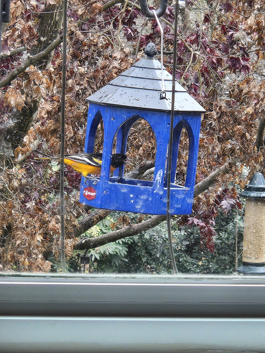 Baltimore Oriole - ML627316566