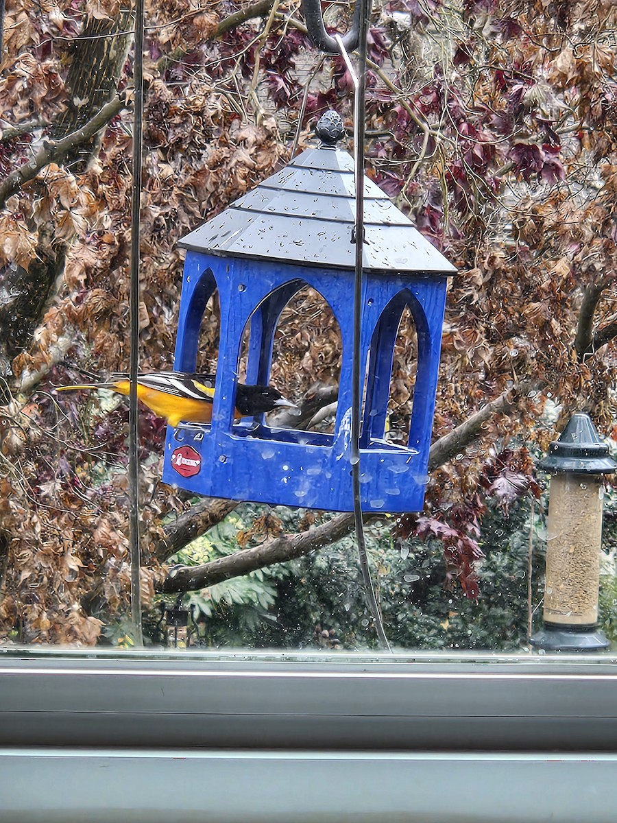 Baltimore Oriole - ML627316567