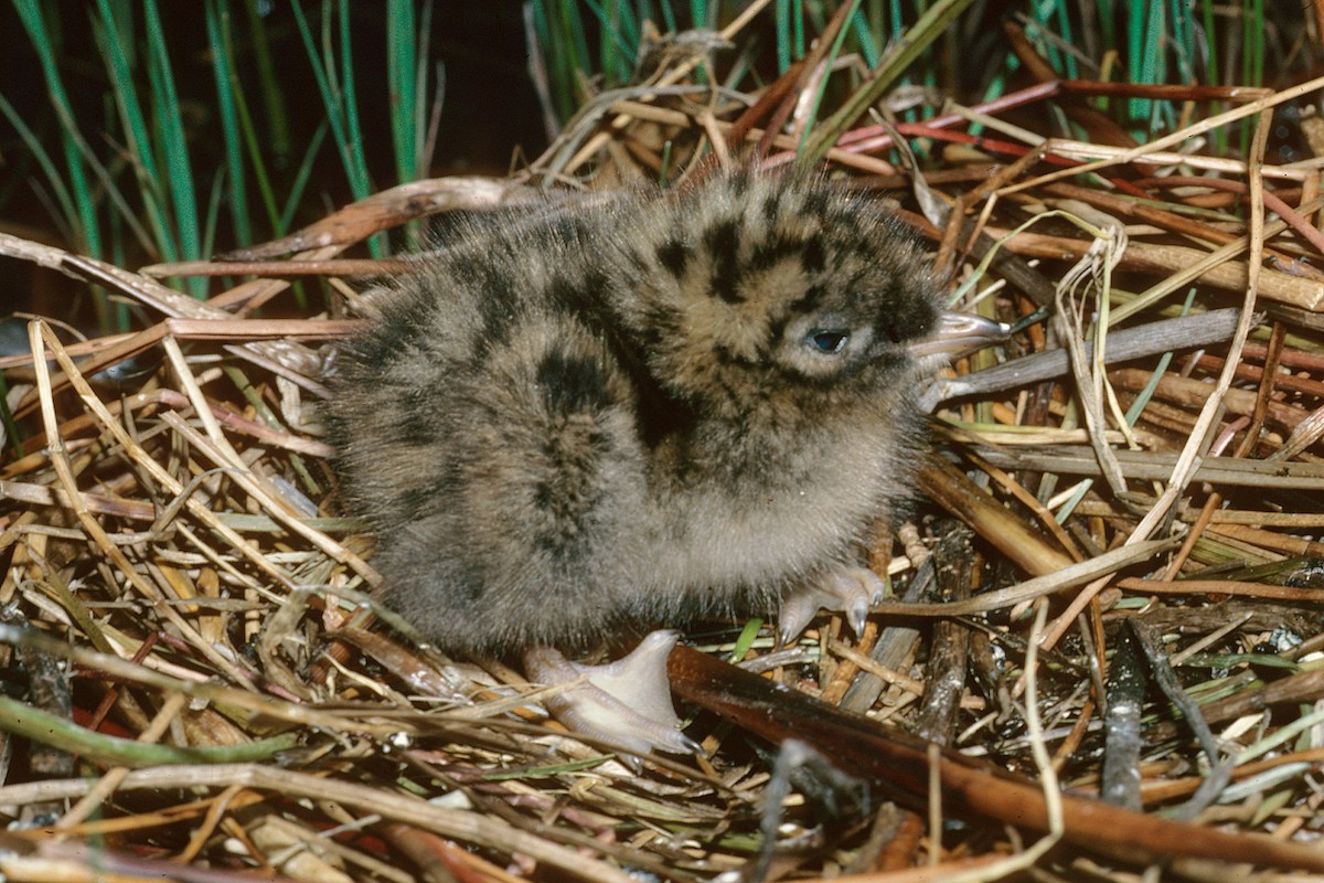 Little Gull - ML627316647